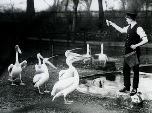 1922年12月にロンドン動物園のプールサイドで飼育員が魚を飼っているペリカン（bw写真）